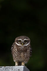 Spotted Owlet Out in open head looking into camera