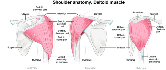 Shoulder anatomy. Deltoid muscle. Labeled vector illustration
