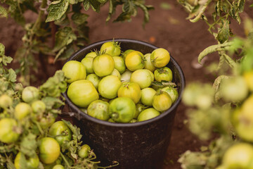 Green tomatoes in a black bucket stand on the ground. Unripe vegetables. Agriculture. Selective focus. Harvesting.