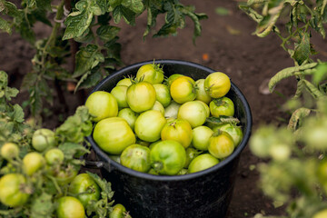 Green tomatoes in a black bucket stand on the ground. Unripe vegetables. Agriculture. Selective focus. Harvesting.