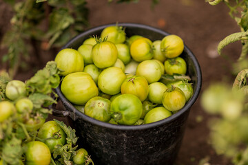 Green tomatoes in a black bucket stand on the ground. Unripe vegetables. Agriculture. Selective focus. Harvesting.