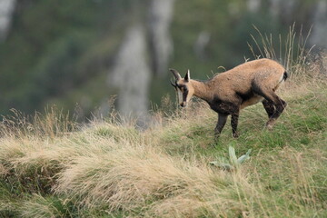 Chamois, Rupicabra rupicabra