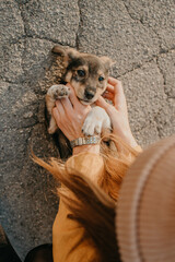 Pet Love. Volunteer woman plays with homeless puppies in the autumn park. Authentic moments of joy girl playing with stray dogs. Concept of volunteering and animal shelters