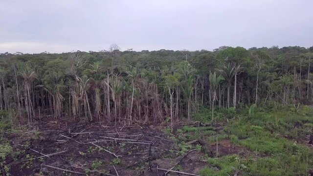 Aerial view of illegal deforestation in the Amazon rainforest, Brazil. Burn meadow, cut trees in cattle pasture farm  Concept of ecology, conservation, agriculture, global warming and environment. 4K	