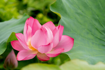 The pink lotus is blooming with the surrounding leaves