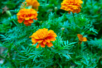 Flowers of Tagetes patula