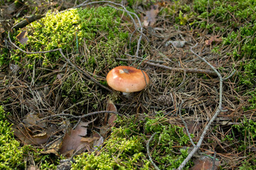 Red Russula mushroom growing in the forest moss