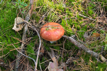 Red Russula mushroom growing in the forest moss