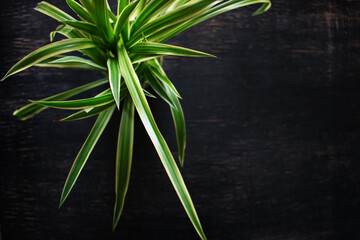 Isolated spider plant on a dark background
