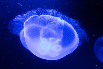 jelly fish in the aquarium