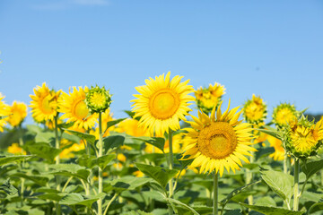 Sunflowers: Standing tall and shining Bright