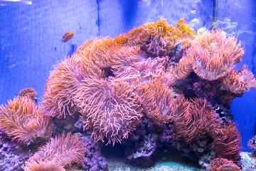 coral reef in the aquarium
