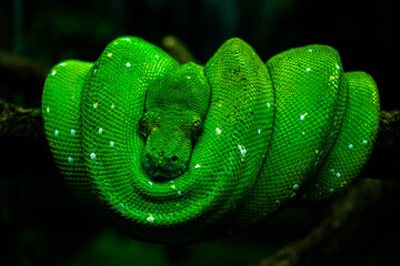 green snake on tree