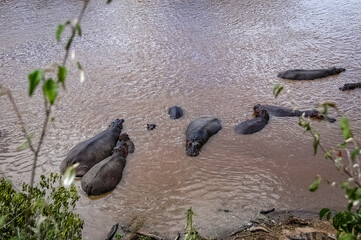Fototapeta premium hippopotamus swimming in the wilderness 