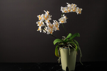Rare white with yellow orange spots blooming small peloric orchid phalaenopsis in pot on a blurred...
