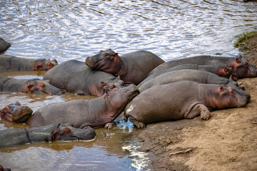 hippopotamus swimming in the wilderness 