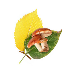 Yellow autumn leaf on a isolated white  background