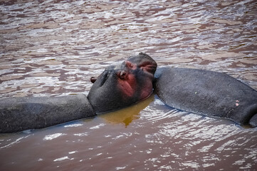 hippopotamus swimming in the wilderness 