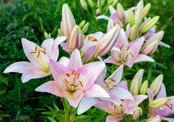 Beautiful pink lilies with blooming flowers and buds in the summer garden. © okyela
