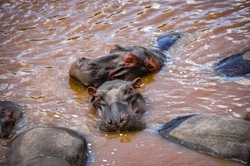 hippopotamus swimming in the wilderness 