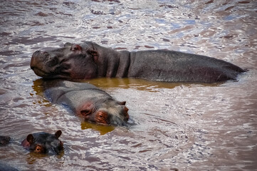 hippopotamus swimming in the wilderness 