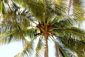 Top View of coconut tree from ground
