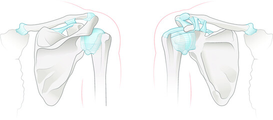 Shoulder anatomy. Joints and ligaments. Vector illustration