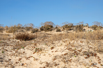 Sand dunes and grass, Praia do Garr&atilde;o, Almancil, Algarve