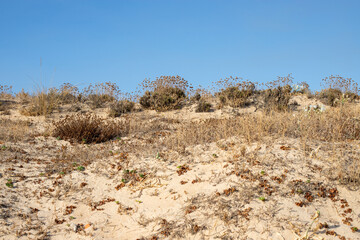 Sand dunes and grass, Praia do Garrão, Almancil, Algarve
