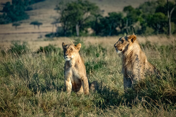 Lions roaming the Kenyan wilderness