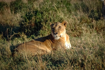 Lions roaming the Kenyan wilderness