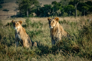 Lions roaming the Kenyan wilderness