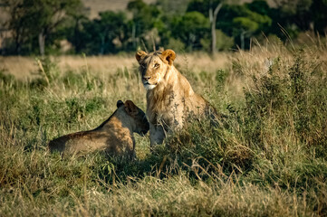 Fototapeta na wymiar Lions roaming the Kenyan wilderness