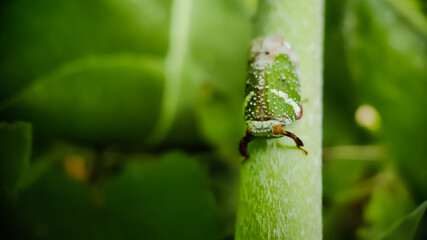 Acanalonia insect