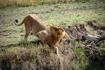 Naklejka na ściany i meble Lions roaming the Kenyan wilderness