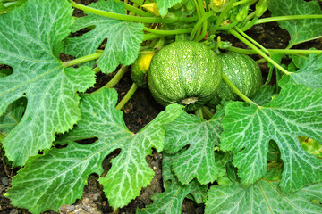 Zucchini Tondo di Toscana, Cucurbita pepo subsp. pepo convar. giromontiina, marrow, runde Form
