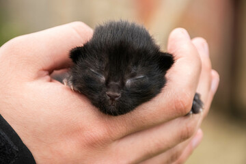 tiny blind newborn kitten sleeping in human hands