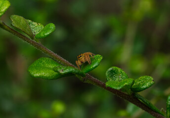 Jumping Spider in Odisha India