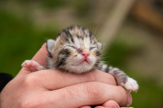 tiny blind newborn kitten sleeping in human hands