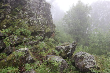 rocks in the forest