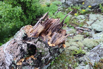 stump in the forest