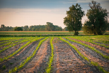 Fototapeta na wymiar field with young maize, rural atmosphere, corn