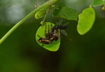 Evarcha Spider or Jumping spider with kill in Odisha India