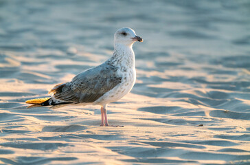 Young European herring gull, Larus argentatus, with non-breeding plumage, sitting on a beach sand in golden hour light. Shore bird in its natural habitat. Baltic wildlife.