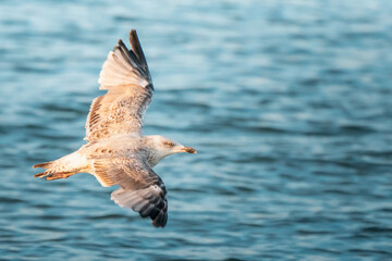 Juvenile European herring gull, Larus argentatus, flying over waters of Baltic sea in northern...