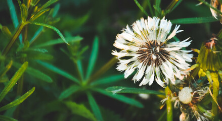 dandelion on the meadow, dandelion background, dandelion seeds
