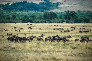 Obraz na płótnie Canvas wildebeest roaming the Kenyan wilderness