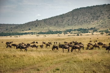 wildebeest roaming the Kenyan wilderness