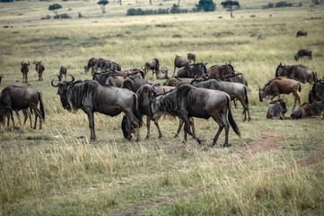 Fototapeta premium wildebeest roaming the Kenyan wilderness