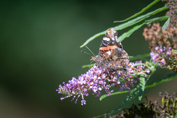 red admiral (vanessa atalanta) on butterfly bush